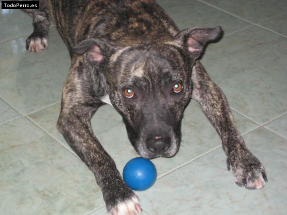 Foto del perro Spunky