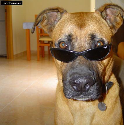 La foto del perro