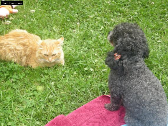 La foto del perro