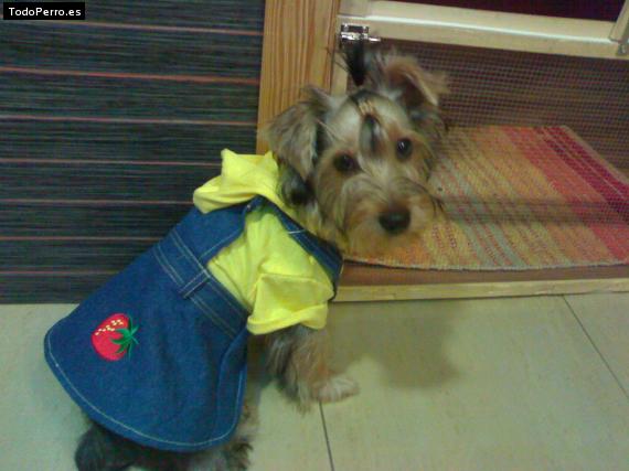 La foto del perro