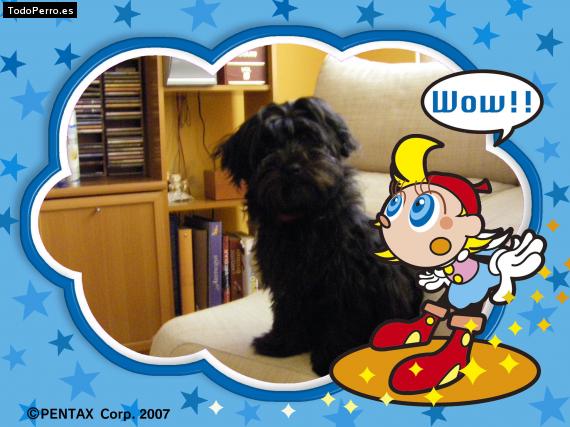 La foto del perro