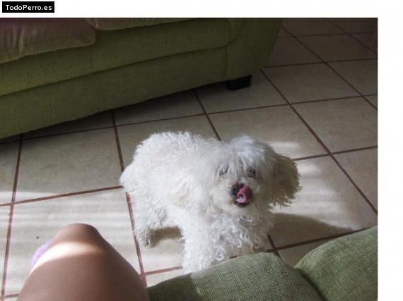 La foto del perro