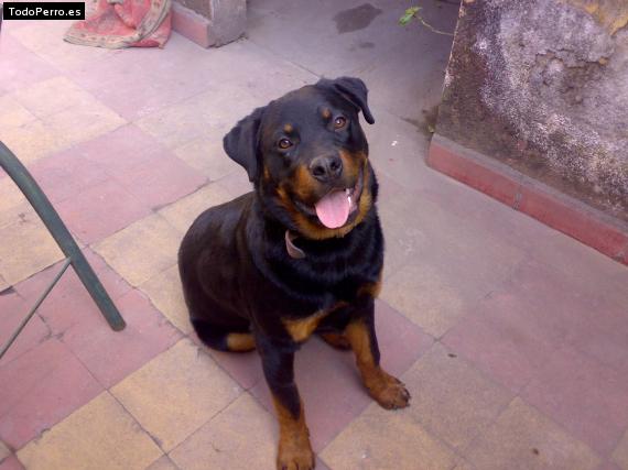 La foto del perro