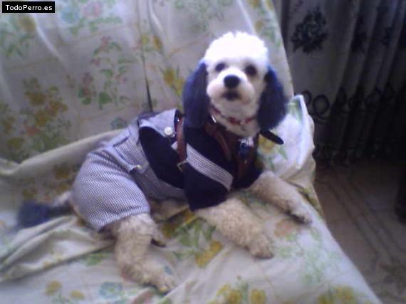 La foto del perro