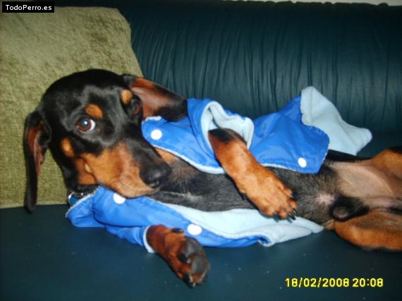 La foto del perro