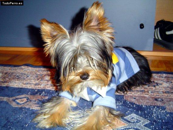 La foto del perro
