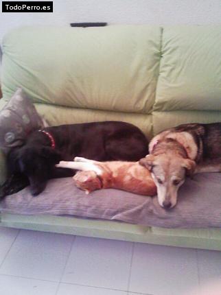 La foto del perro