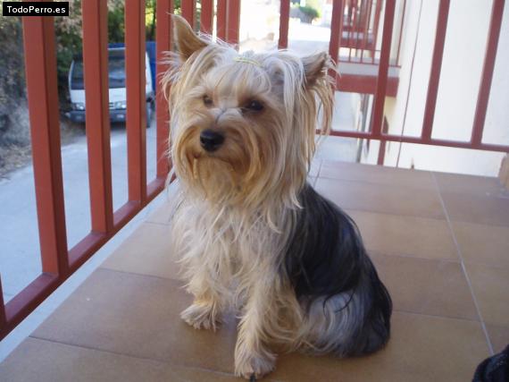 La foto del perro