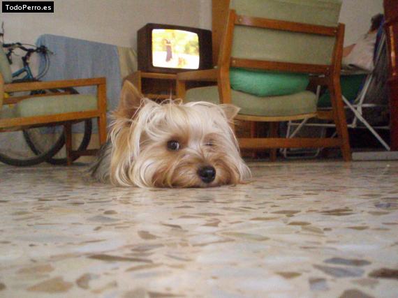 La foto del perro