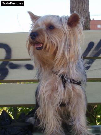 La foto del perro