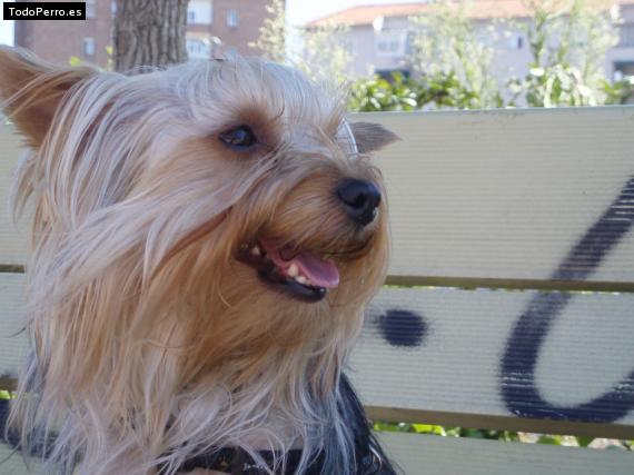 La foto del perro