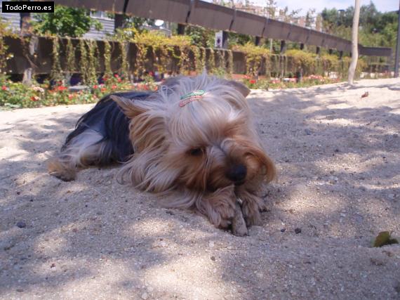 La foto del perro