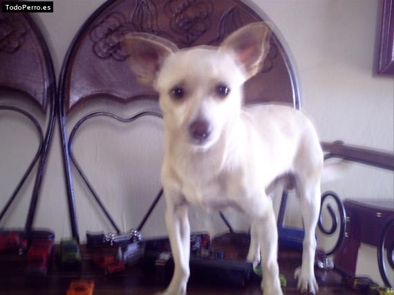 La foto del perro