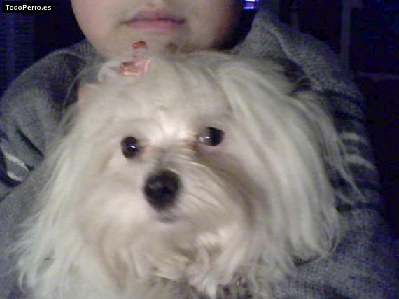 La foto del perro
