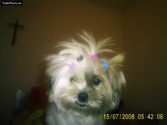 La foto del perro