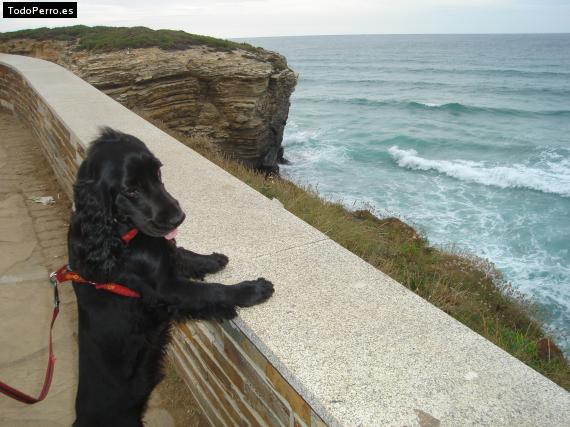 La foto del perro