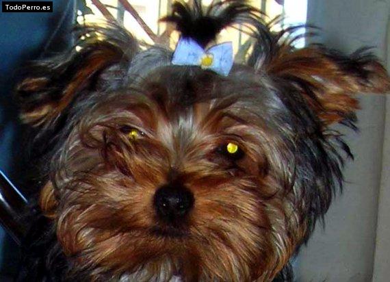 Foto del perro Nana