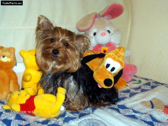 La foto del perro