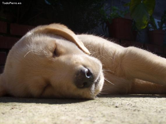 La foto del perro