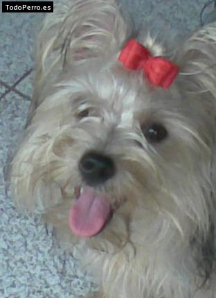 La foto del perro