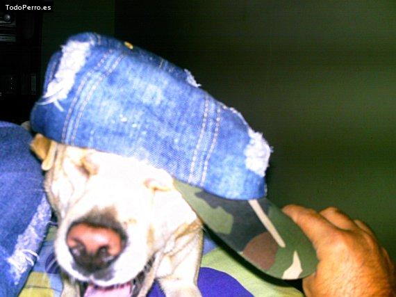 La foto del perro