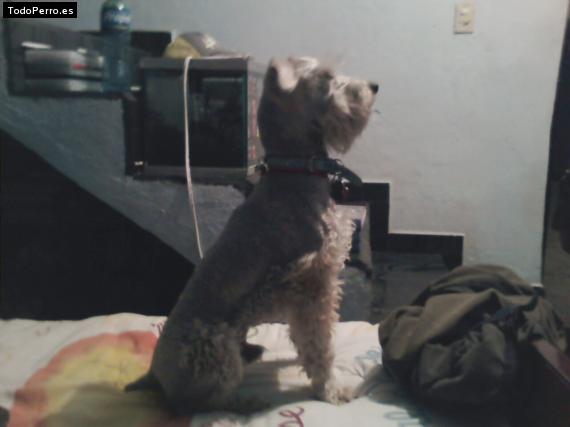 La foto del perro