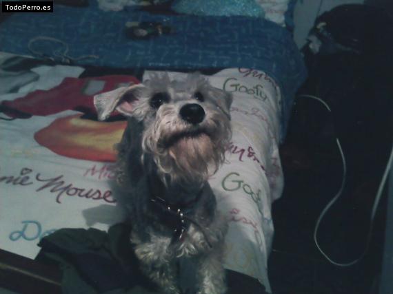 La foto del perro