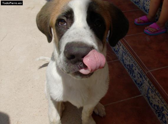 La foto del perro