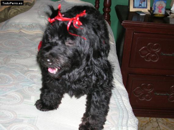 La foto del perro