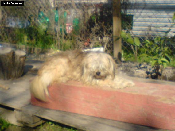 La foto del perro