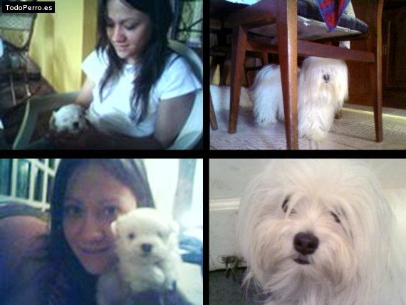 La foto del perro