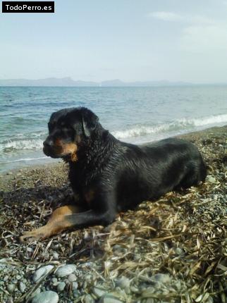 La foto del perro