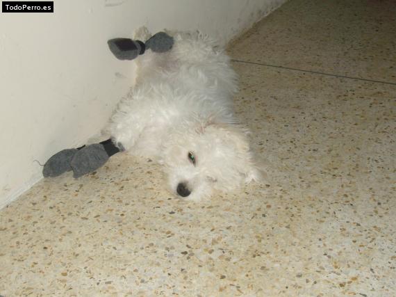 La foto del perro