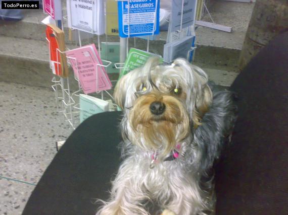 La foto del perro