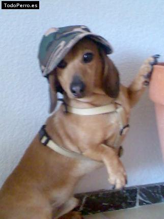 La foto del perro