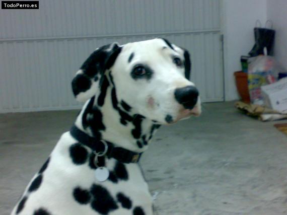 La foto del perro