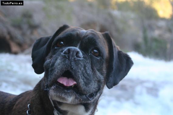 La foto del perro