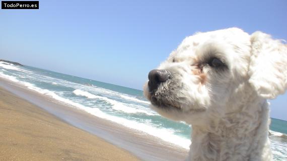 La foto del perro