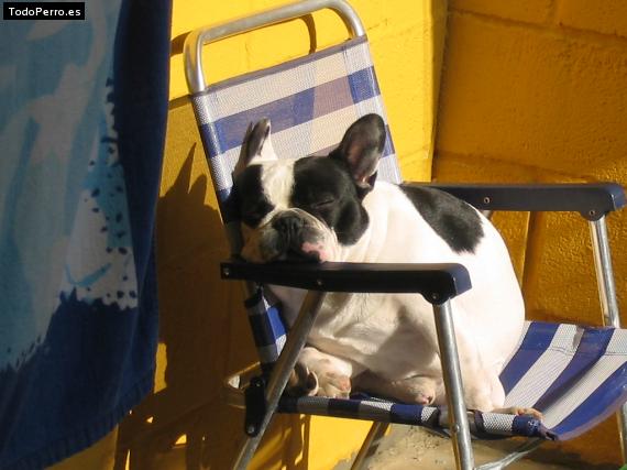 La foto del perro