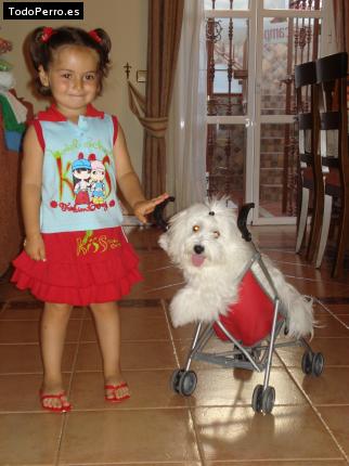 La foto del perro