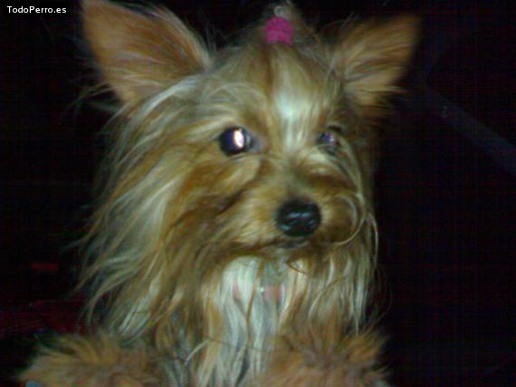 La foto del perro