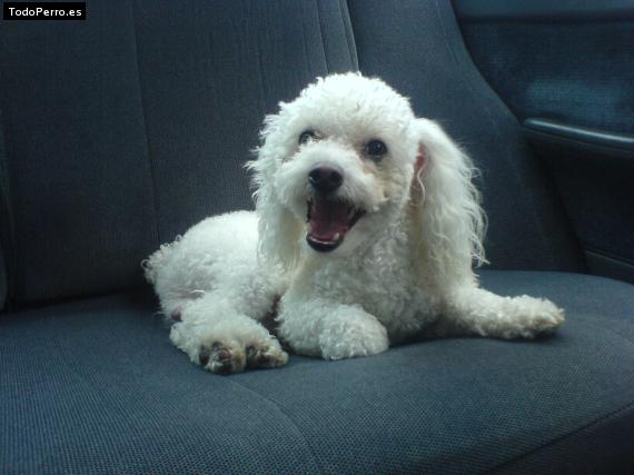 La foto del perro