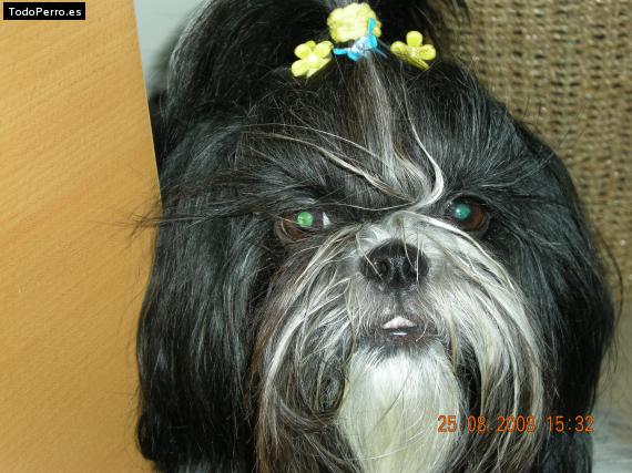 La foto del perro