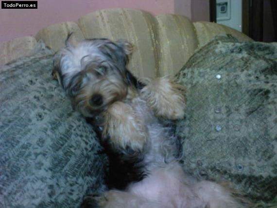 La foto del perro