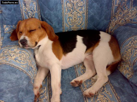 La foto del perro