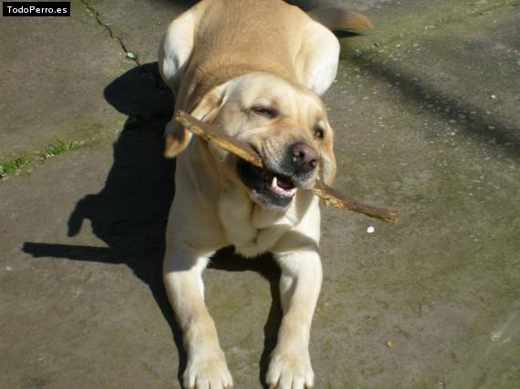 La foto del perro