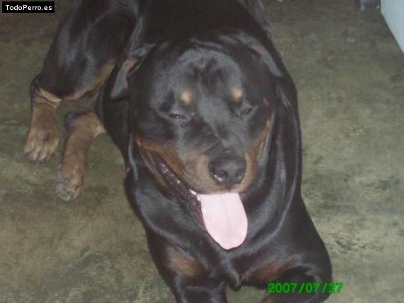 La foto del perro