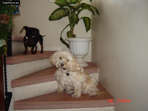 La foto del perro