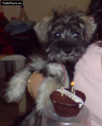La foto del perro