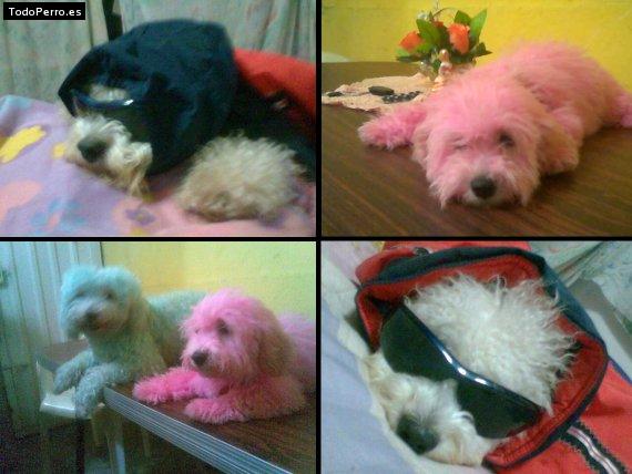 La foto del perro
